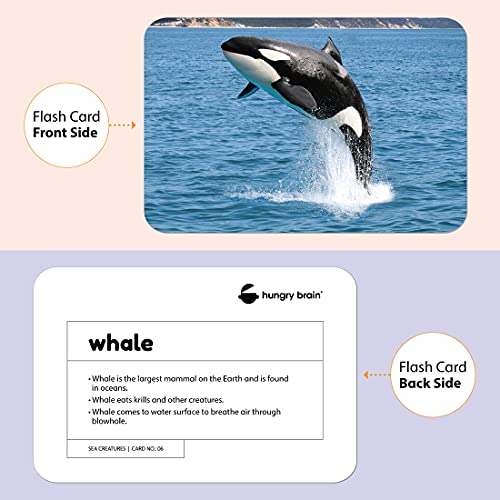 Hungry Brain Sea Creatures Flash Cards for Kids I A5 Size, 24 Flash Cards for Babies 3 Months to 6 Years I Early Learning Material to Develop Attention, Focus and Concentration of Children - Zigyasaw